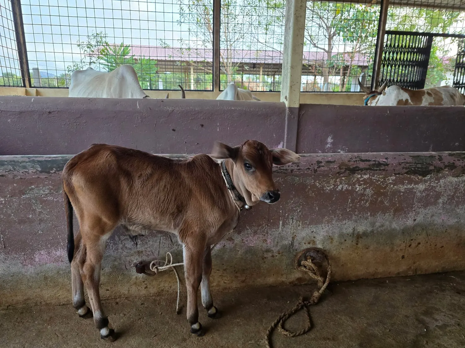 A moment at S3K Gokulam goshala
