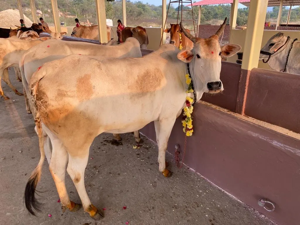 A moment at S3K Gokulam goshala