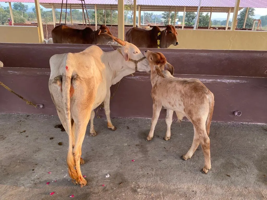 A moment at S3K Gokulam goshala