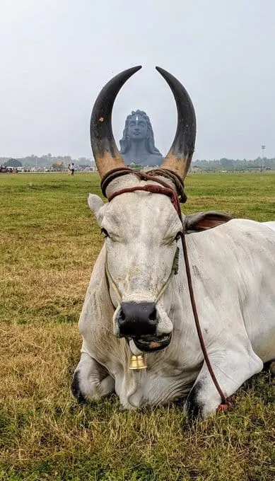 A moment at S3K Gokulam goshala